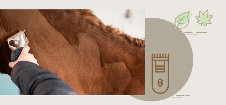 bild pferd hals scheren schermaschine